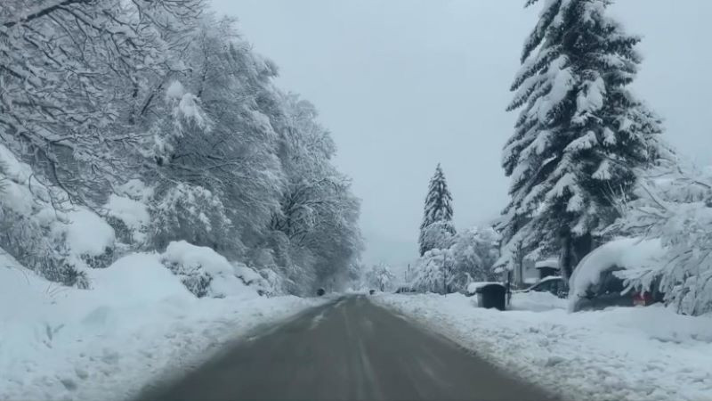 Дърво падна между колите в задръстване на пътя от Самоков за Боровец